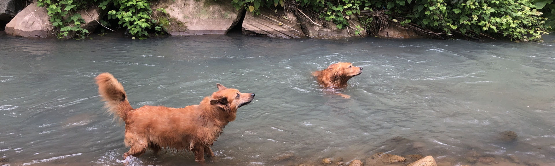 Urlaub Mit Hund Fluss