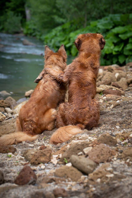Hunde Am Fluss
