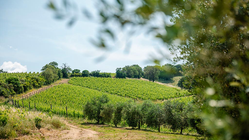 ferienwohnung il pino urlaub auf dem weingut toskana blick auf die weinberge