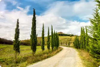 typical landscape tuscany cypress avenue leading farm val d orcia