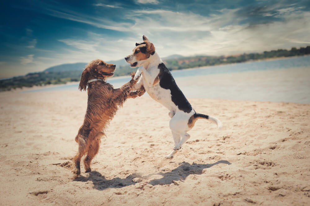 2 Hunde am Strand Toskana strand