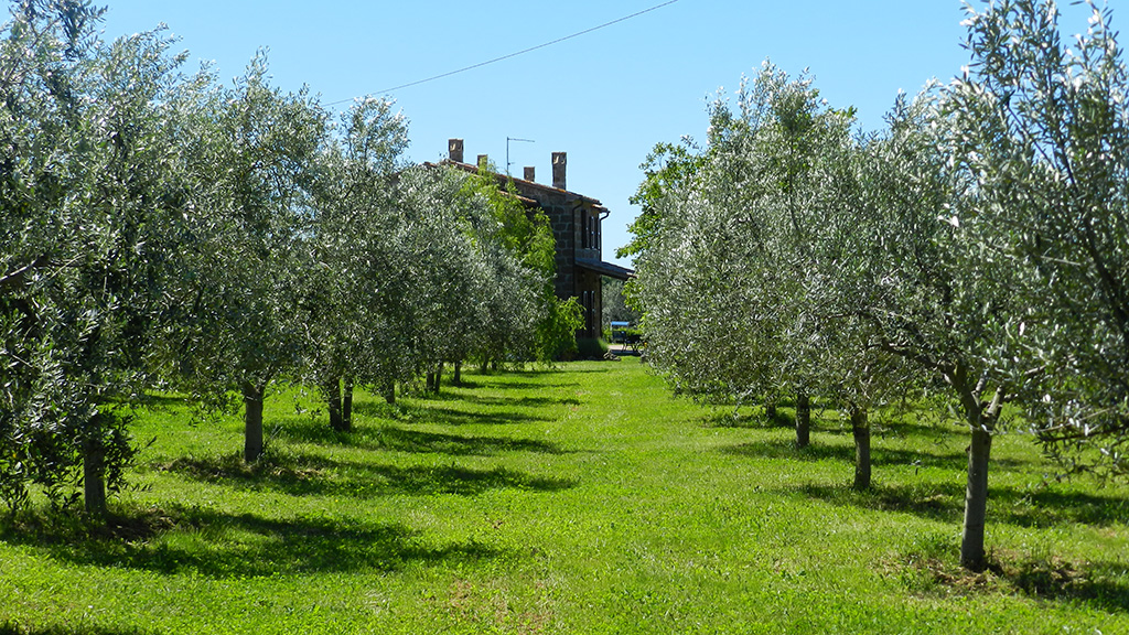 ferienhaus sorgenti toskana olivenbaum