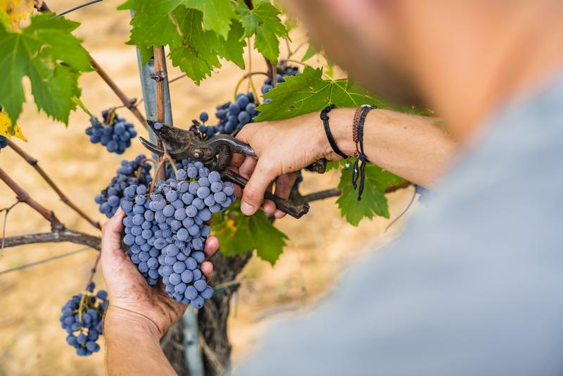 toscana vacanza ernte