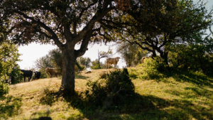 ferien auf dem bauernhof in der toskana