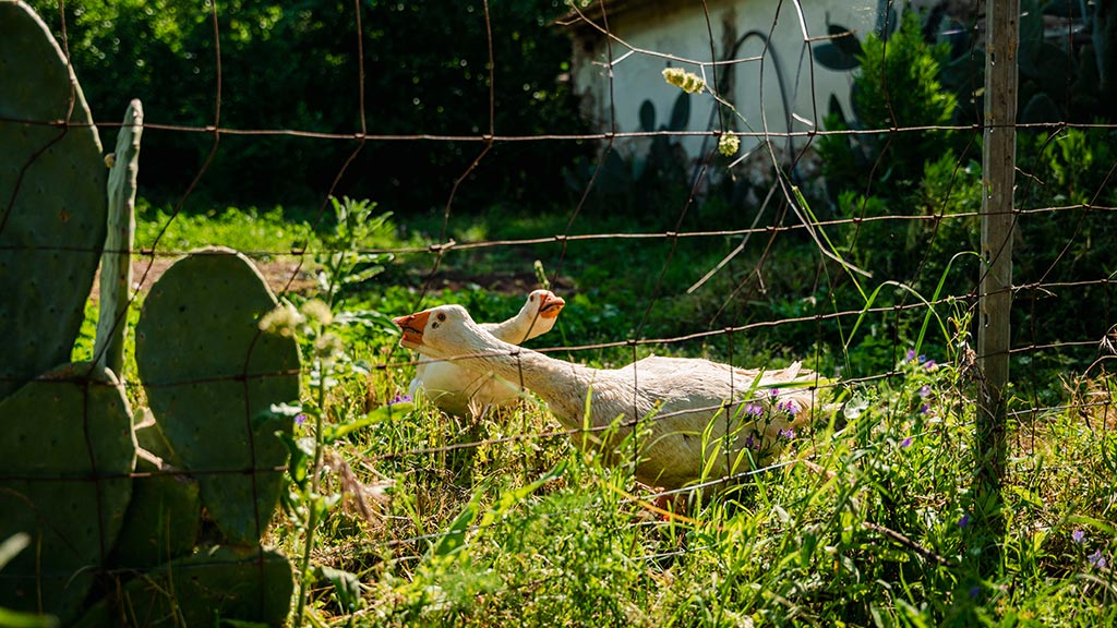 ferienhaeuser massimo urlaub am meer urlaub auf dem bauernhof