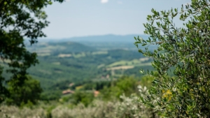 ferienhaus giulia sorano alleinlage mit aussicht olivenzweige