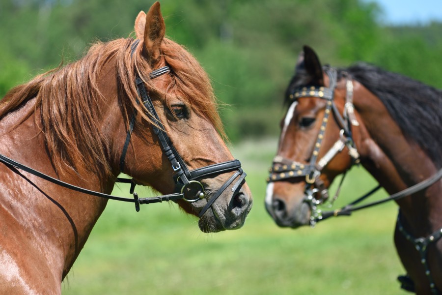 reiten in der toskana pferd