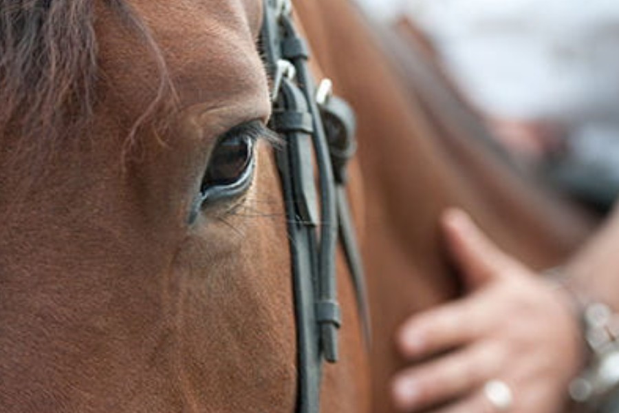 reiten in der toskana pferd