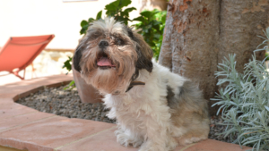 urlaub mit hund toskana