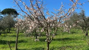 urlaub toskana bluehender baum