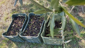 urlaub toskana olivenernte