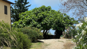 villa ilaria elba garten