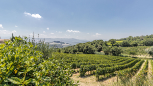 villa inmitten weinberge toskana