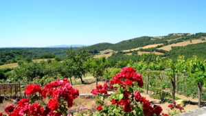 Villa Toskana Blick Weinberge