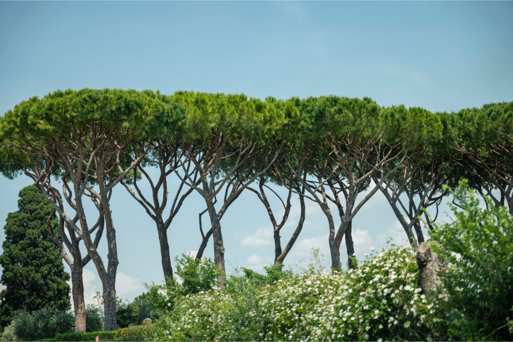 vivere maremma und toscana vacanza – eine gemeinsame geschichte (1)