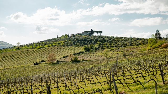 weingut bei florenz